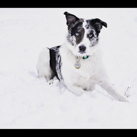 Meet your Posher, Holland - Picture 3 of 4